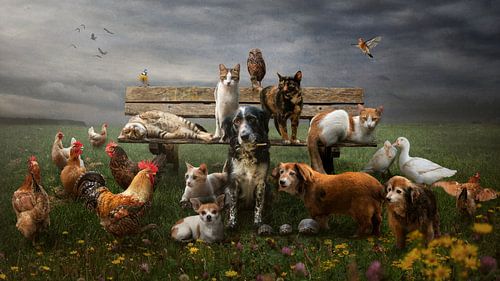 Honden, katten, kippen en meer in een portret. 
