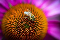 Bumblebee in my own garden (2) by Hans van Wijk thumbnail