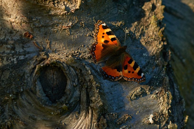 Petit renard par Karin Jähne