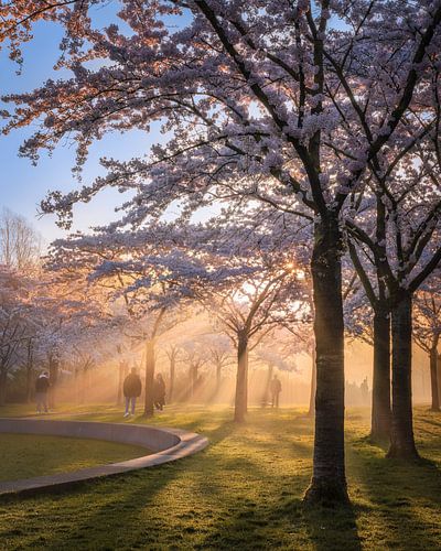 Sunlit Cherry Blossom Park with Morning Rays and Visitors in Amsterdamse Bos in the Netherlands