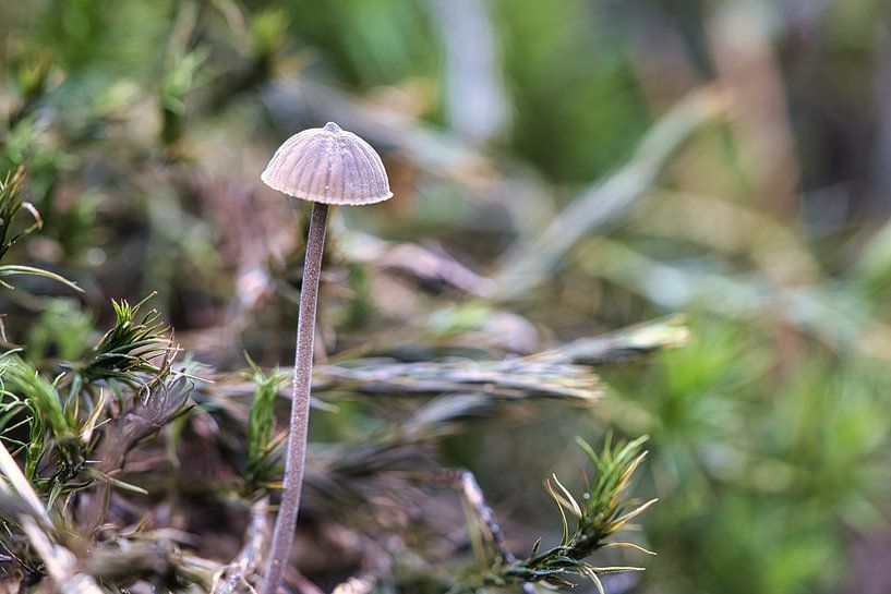 Champignons tendres en filets sur le sol de la forêt par Martin Köbsch