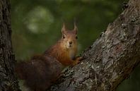 Eichhörnchen im Baum von Rando Kromkamp Miniaturansicht