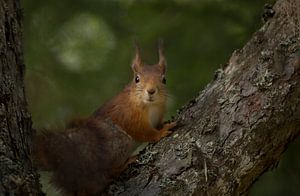 eekhoorn van Rando Kromkamp