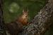Eichhörnchen im Baum von Rando Kromkamp