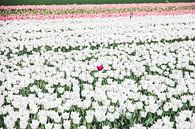 Eenzame roze tulp in een bollenveld in Noord-Holland van Expeditie Aardbol thumbnail