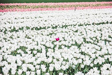 Lone pink tulip in a bulb field in North Holland