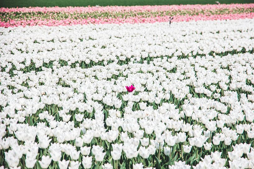 Eenzame roze tulp in een bollenveld in Noord-Holland van Expeditie Aardbol
