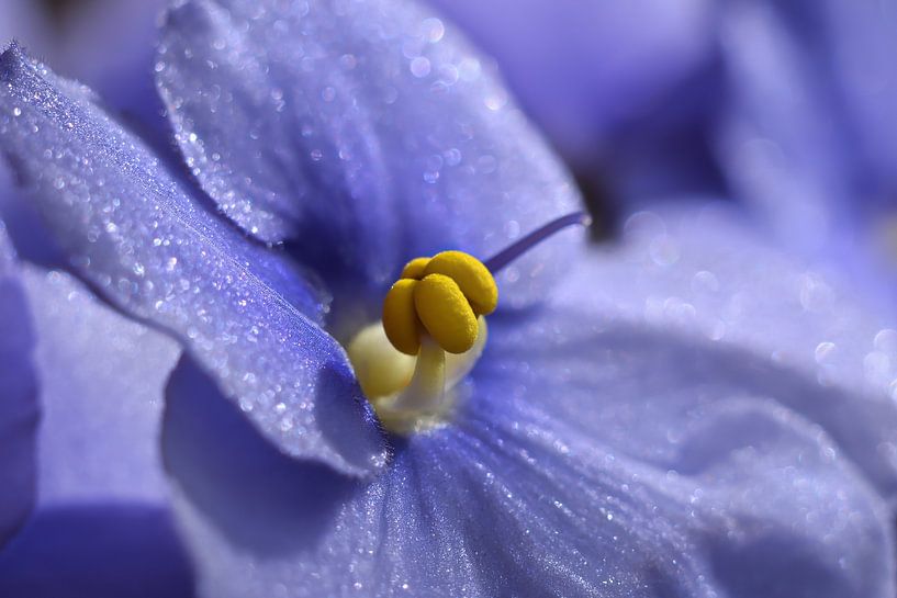 Usambara Violet by Heiko Kueverling