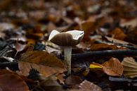 Herfst paddenstoel van Nathalie Dirks thumbnail