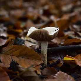 Herfst paddenstoel van Nathalie Dirks