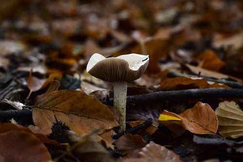 Autumn mushroom