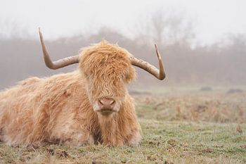 Schotse hooglander in de mist in Nederland