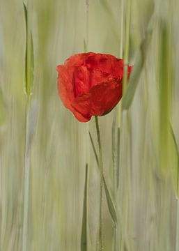 blühender Mohn von Willemijn Wolthaus