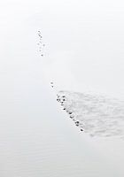 Seals on a drying sandbank.