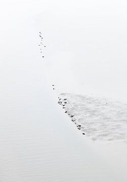 Scellés sur un banc de sable en cours d'assèchement.