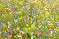 fleurs des champs d'été .........., Piet Haaksma par 1x Aperçu