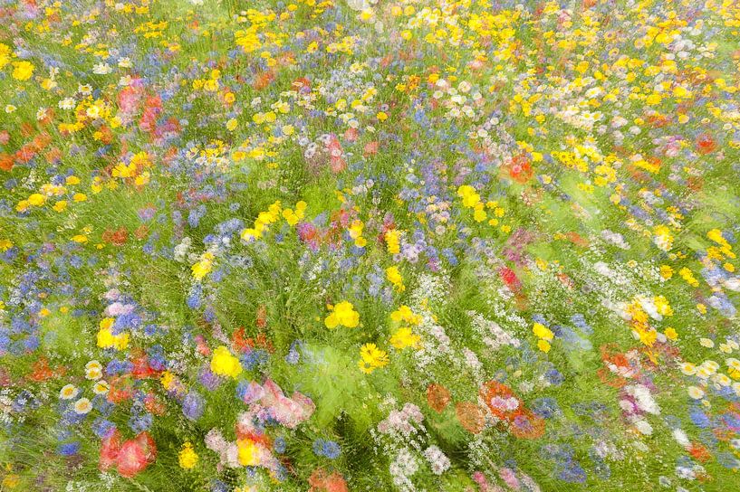 Summer field flowers.........., Piet Haaksma by 1x