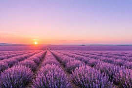 Coucher de soleil sur les champs de lavande à perte de vue de la Provence sur ButterflyPix