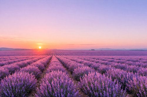 Zonsondergang boven de eindeloze lavendelvelden van de Provence