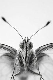 Vlinder van Poster Art Shop