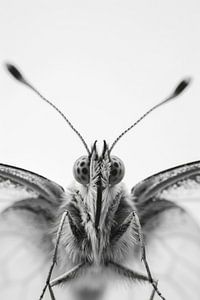 Schmetterling