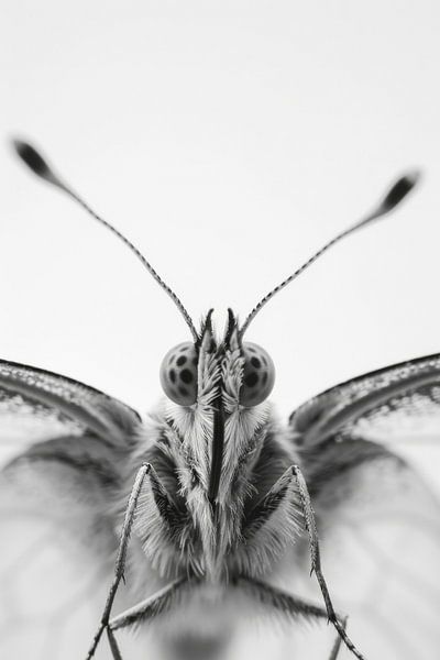 Butterfly by Poster Art Shop