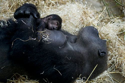 New Life by Wouter Kok