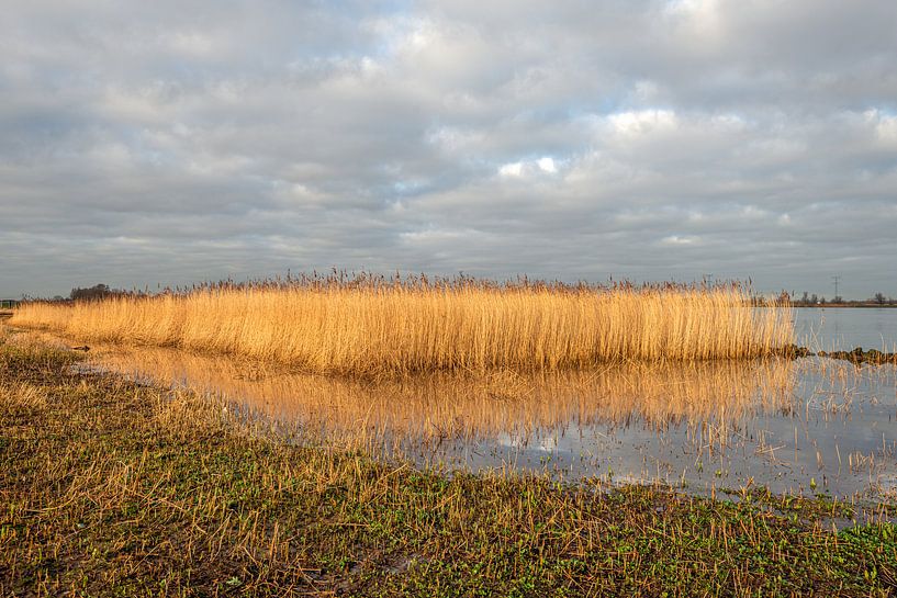 Vergilbtes Schilf im niederländischen Nationalpark De Biesbosch von Ruud Morijn