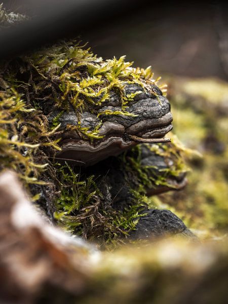 Bielatal, Sächsische Schweiz – Zunderschwamm mit Moos von Pixelwerk