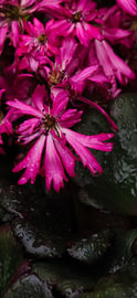Symphonie magenta après la pluie sur Feel&Capture Photography