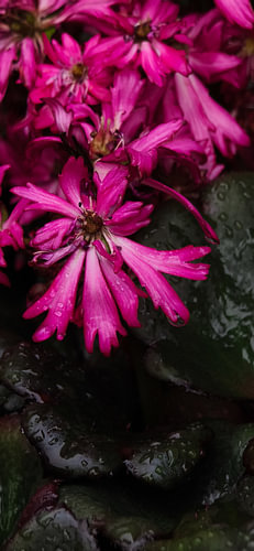 Magenta Symphony after the Rain