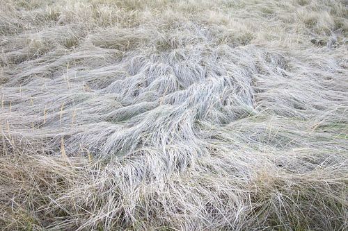 Schlafplatz der Rehe