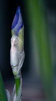 Geburt einer Blume