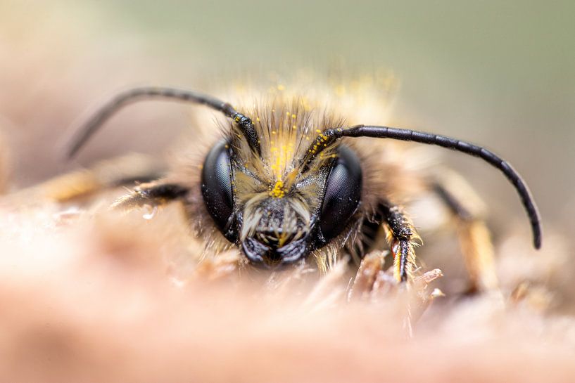 Dogface by Antoine Deleij