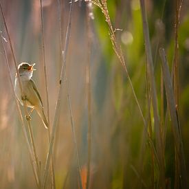 Little warbler in the backlight 4 by Ard Jan Grimbergen