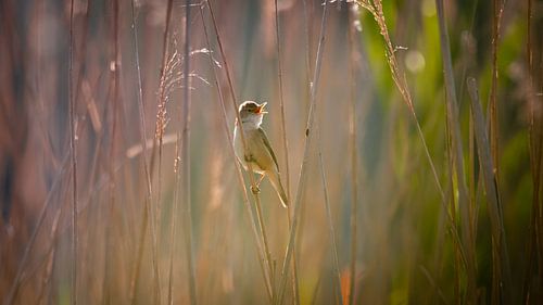 Kleine karekiet in het tegenlicht 4