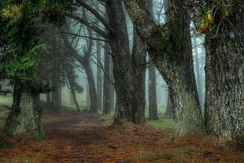 The misty forest....