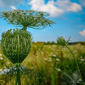 Wild Carrot by Marcel Wagenaar