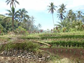 Jungle by Kreitman Son