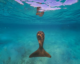 Dugong in the Red Sea – a manatee in the turquoise-blue shallows of Egypt by Laura Georgi Tier- und Ladschaftsfotografie