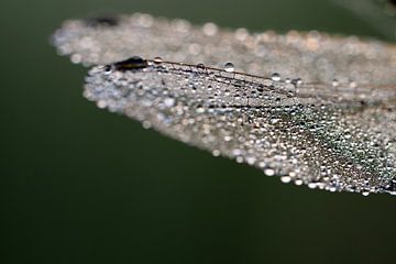 Detail shot of the wings of a dragonfly