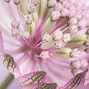 Quadratische Blüte: Rosa Astrantia Major von Marjolijn van den Berg Miniaturansicht