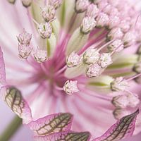 Quadratische Blüte: Rosa Astrantia Major