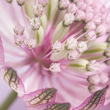 Quadratische Blüte: Rosa Astrantia Major von Marjolijn van den Berg
