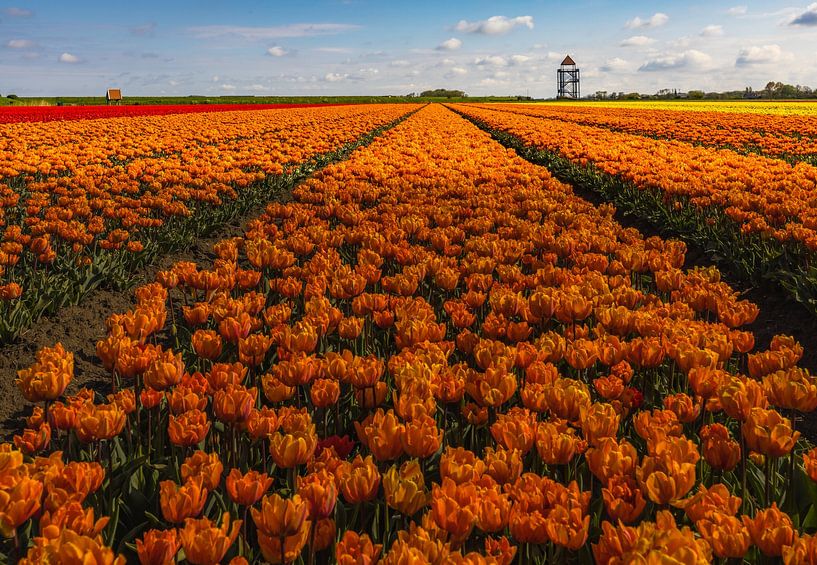 clouds above the tulips by peterheinspictures