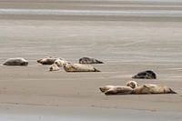 Seals at Englishman's Place
