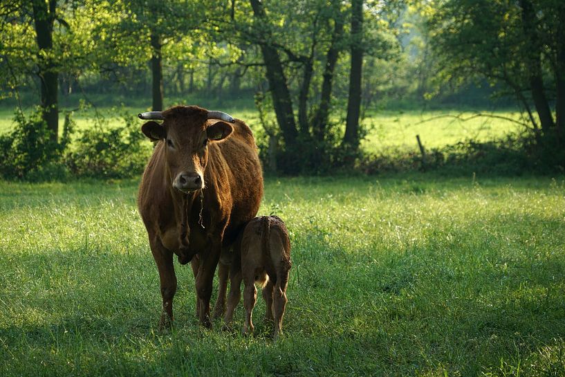 Cow with drinking calf by Herman Peters