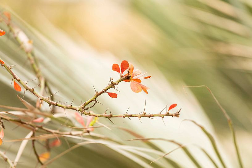 Colourful leaves by Isa Dolk