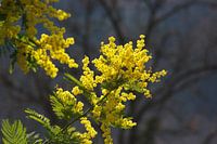 Mimosa 4/4