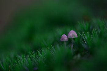 Paddenstoel tussen het mos